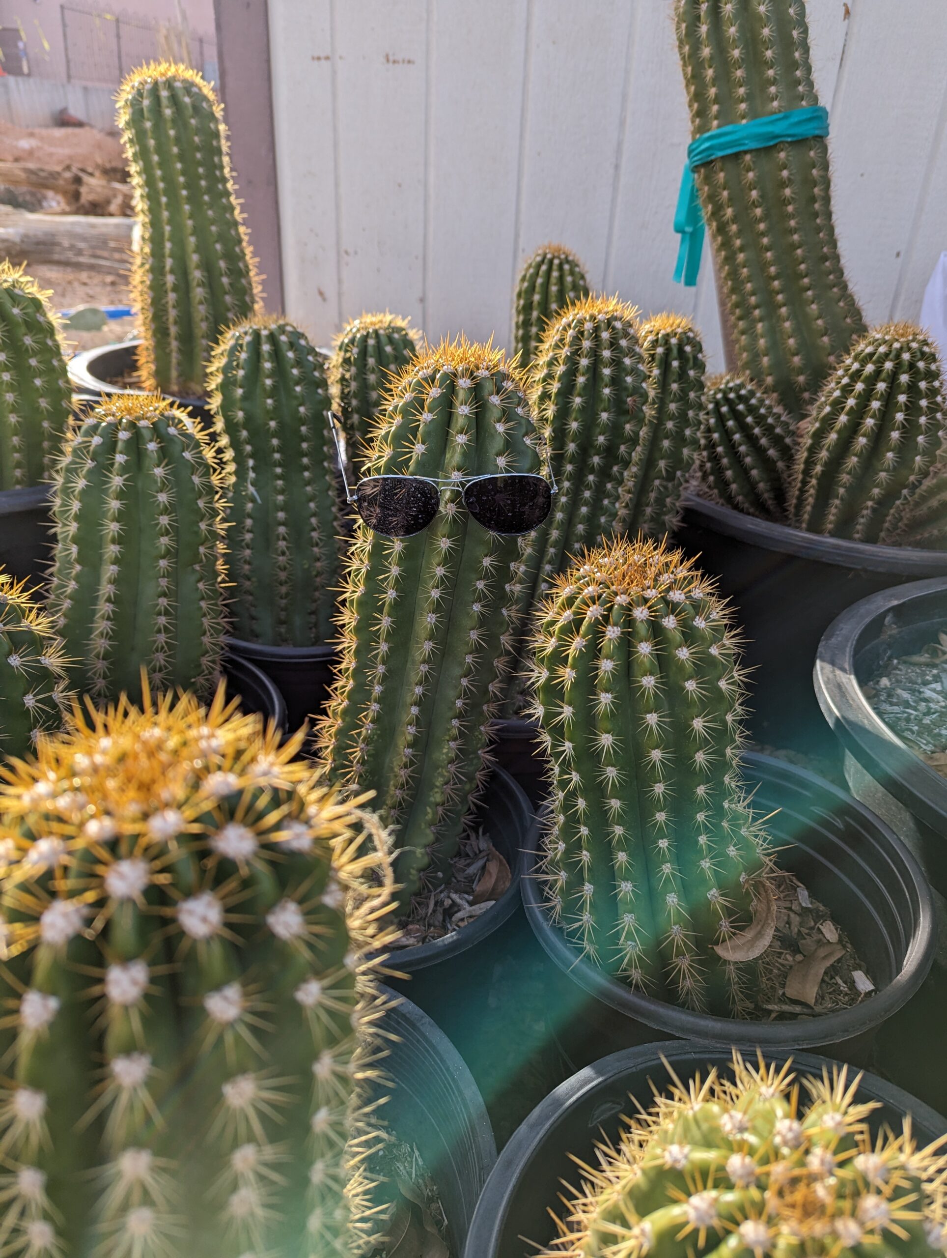 Southern Utah Cactus For Sale